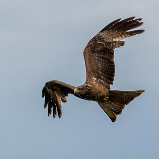 Debre Zeit - Yellow billed kite